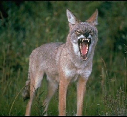 Coyote Fugly: Part 1 – Your Friendly Neighborhood Predator
