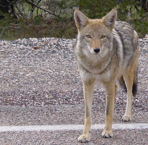 New Coyote on the Block
